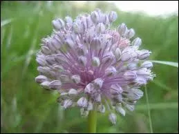En forme de bulle, l'tonnante fleur ?