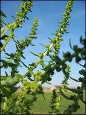 On dirait presque des clochettes irlandaises. Ceci est ?