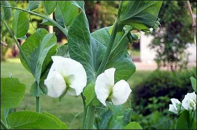 Encore une jolie fleur trs dlicate, la blanche fleur de ?