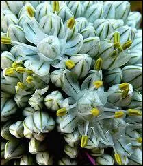 Un gros plan sur l'tonnante fleur ?