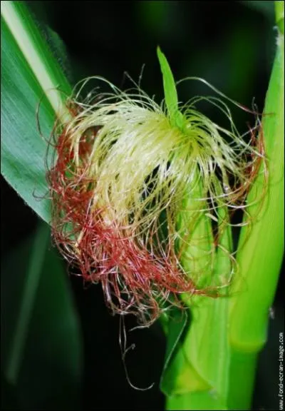 Cette fleur aux longs filaments est la fleur de ?