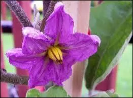 Voici la superbe fleur clatante de ?