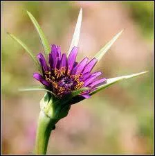 Cette jolie fleur couronne est celle ?