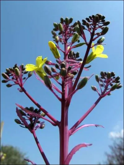 Ces petites fleurs jaunes sont celles ?