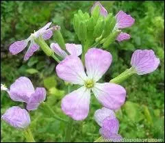 A quatre ptales, les dlicates fleurs ?