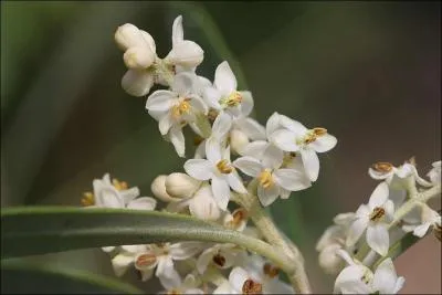 Voici des fleurs qui ont besoin de soleil, ce sont celles de ?