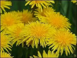 Ceci est la trs jolie fleur d'une salade dlicieuse, la fleur de ?