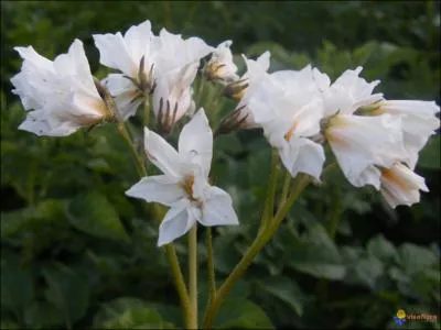 Ces trs belles fleurs sont celles de ?