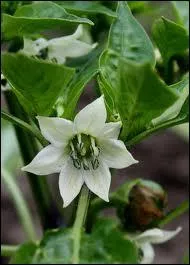 Cette jolie fleur blanche aux ptales pointues est celle ?