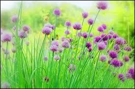 D'une jolie couleur mauve, voici les fleurs de ?