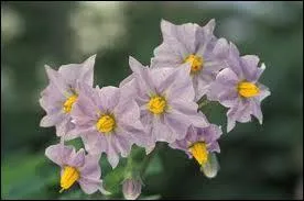 D'un mauve dlicat, voici les fleurs de ?