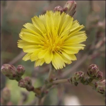 Cette dlicate fleur jaune est une fleur de ?