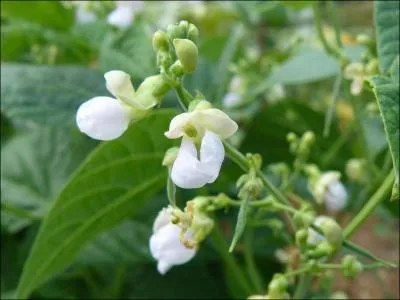 Bourvil a chant la gloire de ce lgume. Ces fleurs blanches sont des fleurs de ?