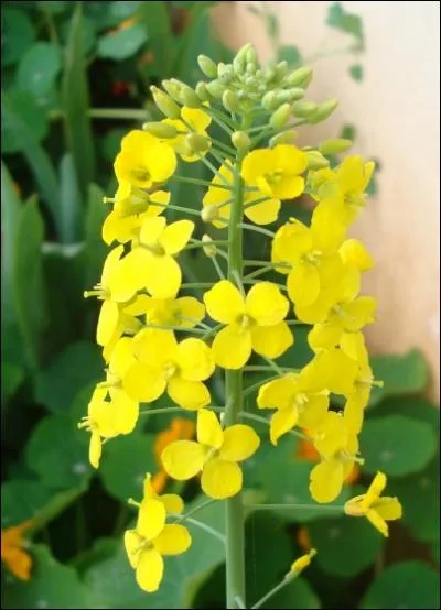 Ceci est la fleur d'un lgume racine, lequel ?