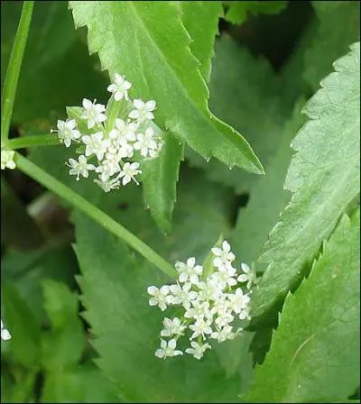 Ces dlicates petites fleurs blanches sont celles ?
