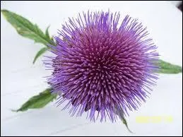 Cette belle fleur est une fleur ?