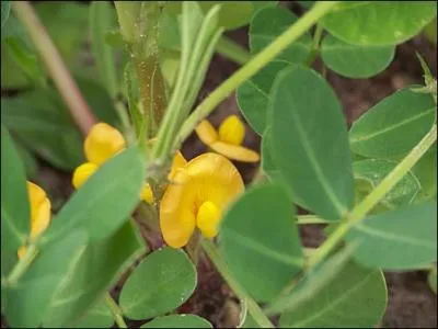 Une jolie petite fleur dore pour quel lgume ?