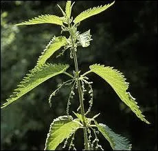 Cette petite fleur haute sur tige est celle ?