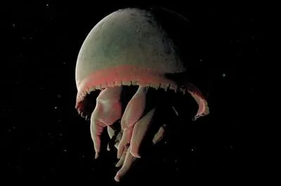 En quelle anne a-t-on trouv cette mduse sombre (Tiburonia granrojo) de plus d'un mtre de large ?