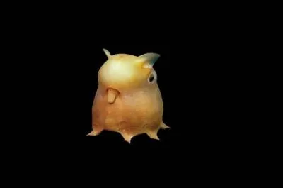 Combien d'espces de Grimpoteuthis (les pieuvres dumbo) ont t trouves par les chercheurs ? Elles peuvent vivre  plus de 5 000 m de profondeur.