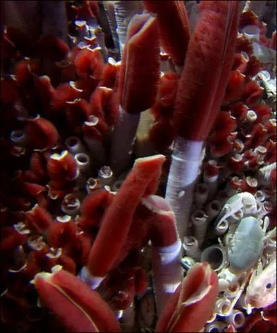 Ces vers tubicoles gants (Riftia pachyptila) de 2 m, vivent en symbiose avec une bactrie pour se nourrir : c'est la chimiosynthse. Ils sont totalement indpendants de la lumire du Soleil.
