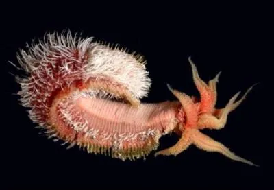 Le ver de Pompei (Alvinella pompejana) rsiste  un niveau de toxicit extrmement lev et rsiste  une temprature de plus de :