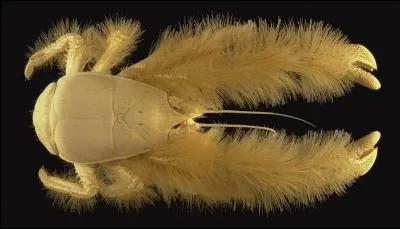 La dcouverte de ce crabe Galath Yeti (Kiwa hirsuta) a t normment popularis. Dans la semaine de sa dcouverte, le Japon vendait des peluches  son effigie. En quelle anne ?