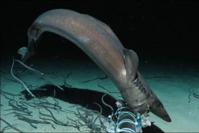 Que vont chercher ces petits requins (Centrophorus squamosus) en plongeant  plus de 2 400 m de profondeur ?