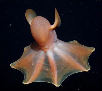 O trouve-t-on des pieuvres parapluies (Grimpoteuthis sp. ) ?