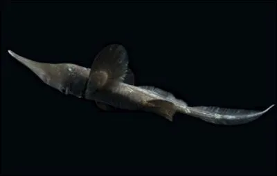  quoi sert les nageoires en formes d'oreilles d'lphant  la chimre de Haeckel (Harriotta haeckeli) ?