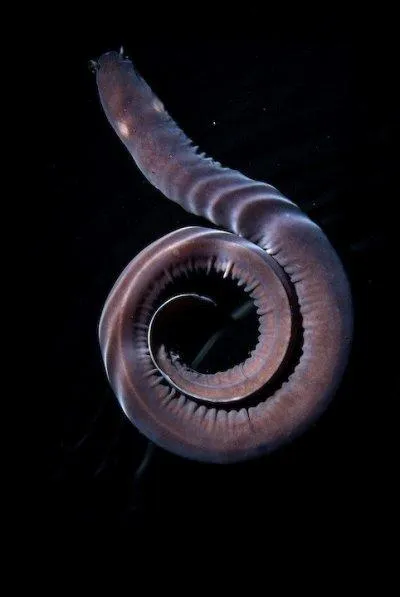 Quel est le nom de ce poisson que l'on trouve surtout prs des carcasses de baleines ?