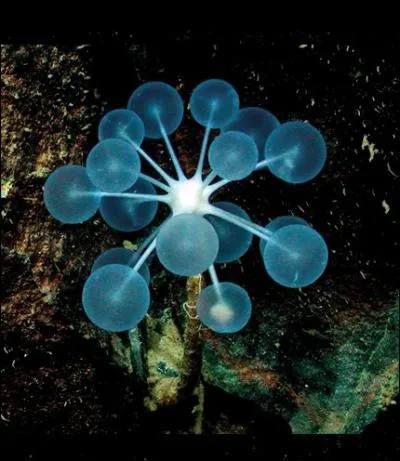 Quel type d'animal est ce Chondrocladia lampadiglobus ?