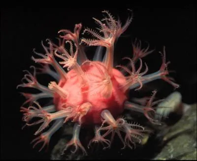 Comment se protgent les ufs de ce Corail champignon (Anthomastus ritteri) ?