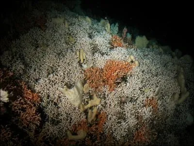 Ce corail Lophelia pertusa est un gant menac par le passage des chaluts commerciaux.  combien de pourcentage ont-ils t dcims ?