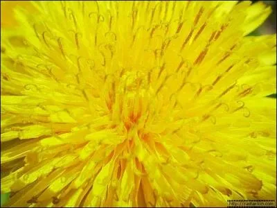 Comment se nomme cette couleur en franais ?