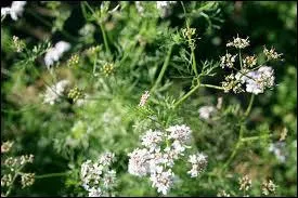 La fleur dlicate d'une aromate trs utilise notamment dans la cuisine asiatique, c'est la fleur de ?