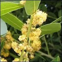 On dirait de petits pompons ! C'est la fleur de ?