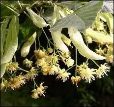 Elles embaument galement l'air d'un parfum dlicat, les fleurs de ?