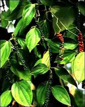 De trs petites fleurs pour cette plante, qui est ?
