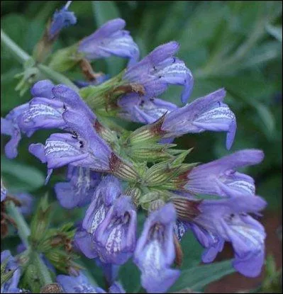 Une superbe floraison bleue pour cette aromate puissante, qui est ?