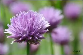 De petits pompons violets pour ?