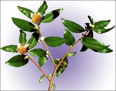 Une trs belle fleur blanche pour cette plante de la famille des camlias qui est ?