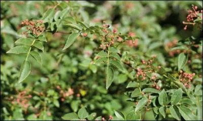 Cette floraison rose est celle ?