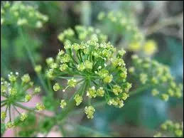 Petites fleurs bien connus des jardins, c'est ?