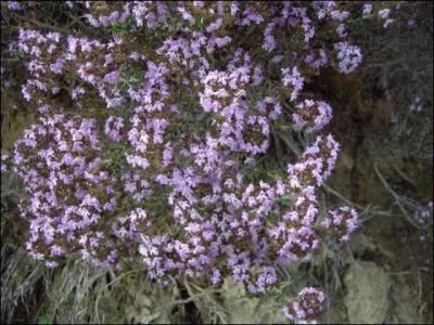 Petites fleurs odorantes du soleil, voici au ras du sol ?