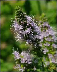 En forme de plumets, voici la trs parfume ?