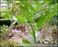 Toute en profusion et dlicatesse, le retombe des jolies fleurs de ?