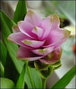 Encore une fleur spectaculaire, qu'on trouve  acheter pour l'ornementation galement. C'est la fleur ?