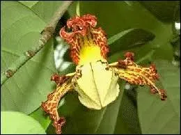 N'est-elle pas extraordinaire, la fleur ?