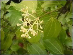 Ces petites fleurs en bouquet sont celles ?